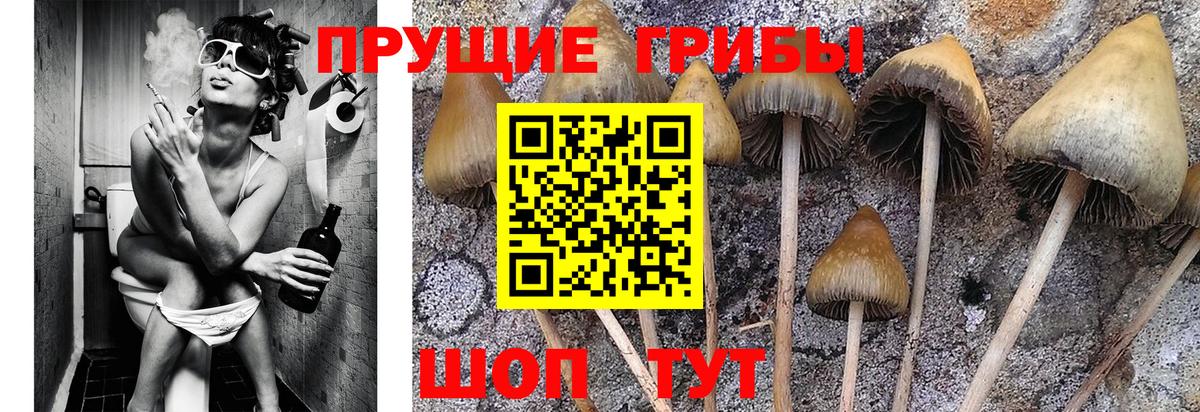 Котовск  Псилоцибиновые грибы мицелий  Вход с VPN 